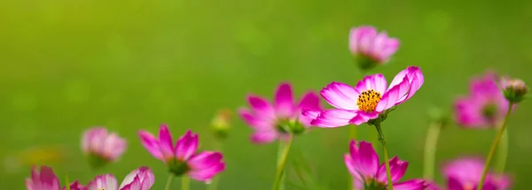 Růžové kosmu květiny v zahradě . — Stock fotografie