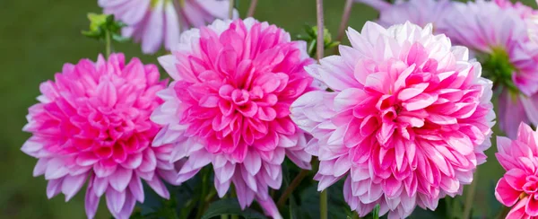 Pembe dahlia arka plan.
