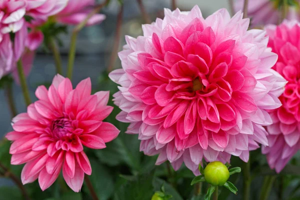 Makro záběr růžové dahlie. — Stock fotografie