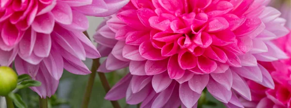 Macro shot d'un dahlia rose . — Photo