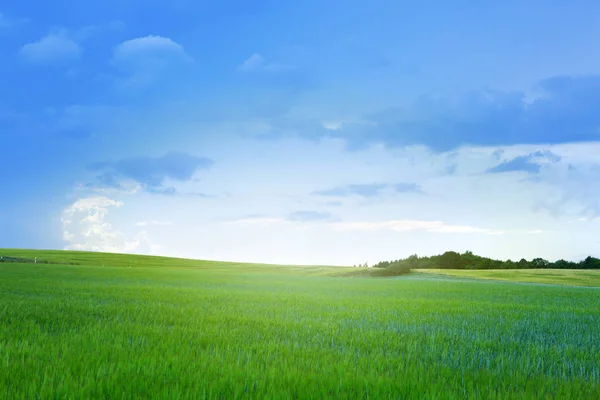 Green barley field and sky. — Stock Photo, Image