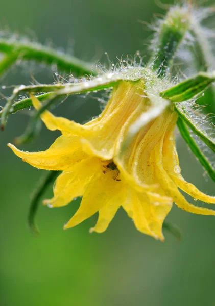 Yeşil izole domates çiçek.