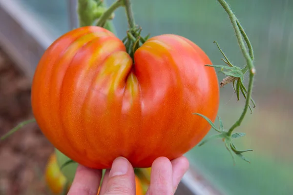 Close-up van tomaat in de hand houden. — Stockfoto