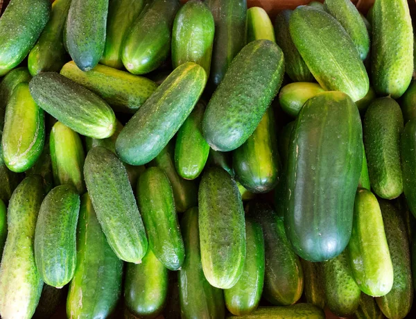 Fresh green cucumbers background. — Stock Photo, Image