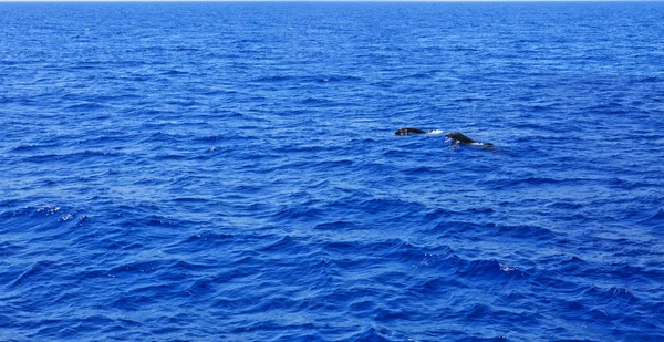 Dois golfinhos no mar Mediterrâneo . — Fotografia de Stock