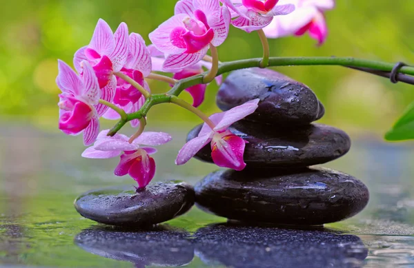 Fekete spa kövek és rózsaszín orchidea virágok . — Stock Fotó