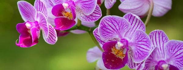 Różowa orchidea kwiecie tło. — Zdjęcie stockowe