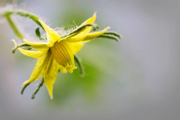 Tomato Flower isolated on green.