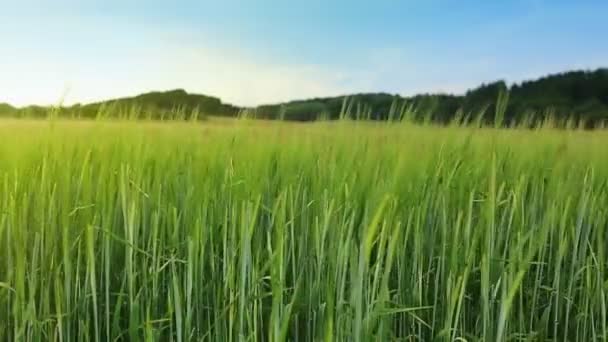 Green barley field and sky. — Stock Video