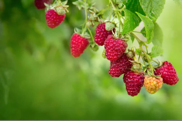 Raspberries on a branch close up. — Stock Photo, Image