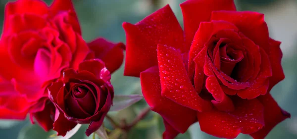 Rosa rossa in giardino. — Foto Stock