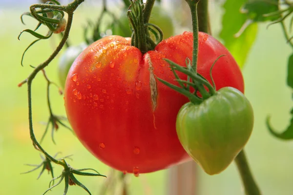 Closeup of big tomatoes . — Stock Photo, Image