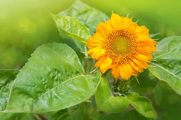 Sunflower in the garden. — Stock Photo, Image