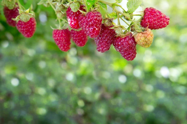 Raspberries on a branch close up. — Stock Photo, Image