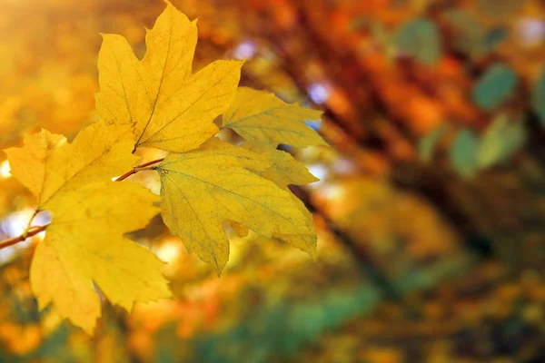 Fond d'automne avec feuilles d'érable jaunes . — Photo