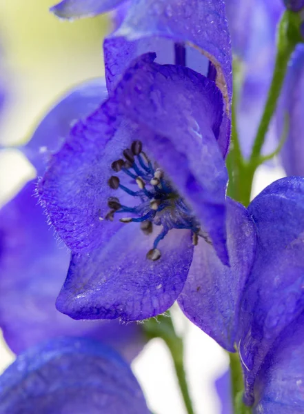 Nahaufnahme eines Delphiniums im Garten. — Stockfoto