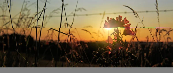 Wilde kaasjeskruid bloemen op een zonsondergang achtergrond. — Stockfoto