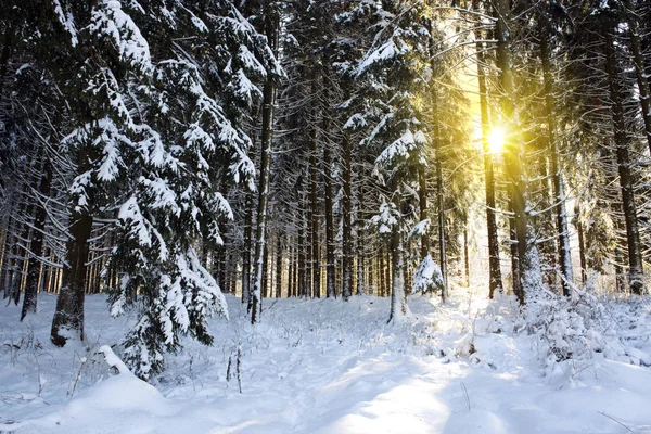 Západ slunce v zimním lese. — Stock fotografie
