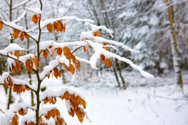 dalı altında don dondurulmuş yaprakları.