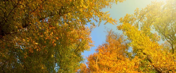 黄色の葉を持つ秋の背景. — ストック写真