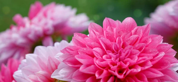 Macro shot d'un dahlia rose  . — Photo