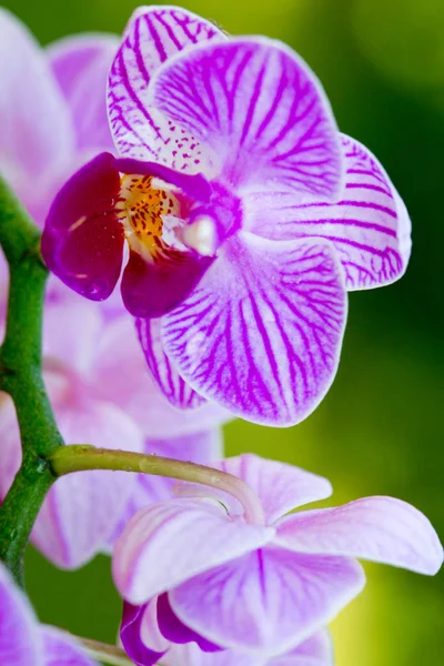 Fechar de uma orquídea rosa com gotas de água . — Fotografia de Stock