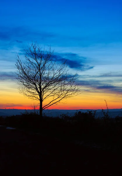 Puesta de sol bajo el árbol . — Foto de Stock