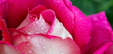 Pembe gül, su damlalarıyla yakın plan..