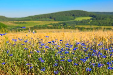 buğday alanında mavi peygamber.