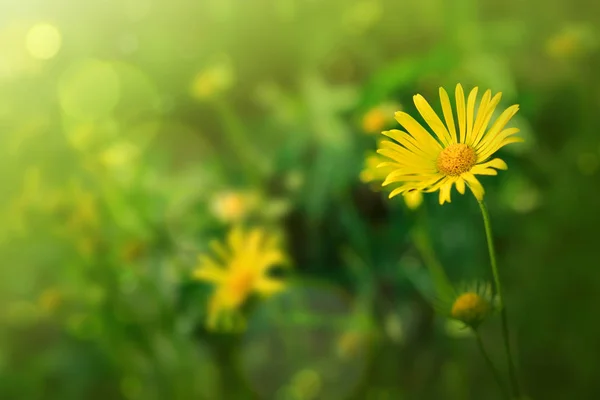 Doronikum flores e luz solar no jardim . — Fotografia de Stock