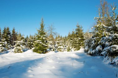Ormandaki ağaçlar kış.