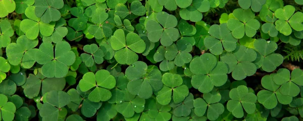 Leaf clover bakgrund. — Stockfoto