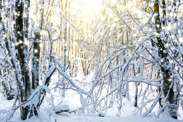 зимний пейзаж с заснеженными деревьями.