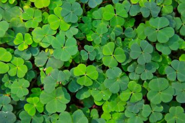 Leaf clover arka plan.