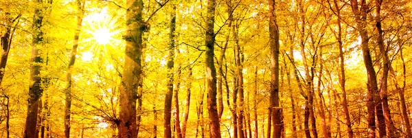Autumn forest with sun beam. — Stock Photo, Image