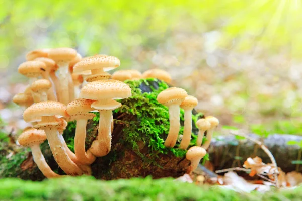 Beautiful mushrooms in the moss. — Stock Photo, Image