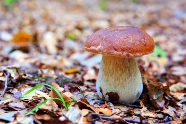 Porcini mantar sonbahar ormanda.