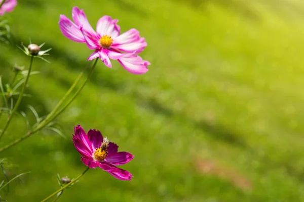 Květy růžové kosmu a bee. — Stock fotografie