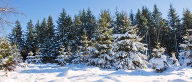 Çam ağaçları ve kar, tatil arka plan.