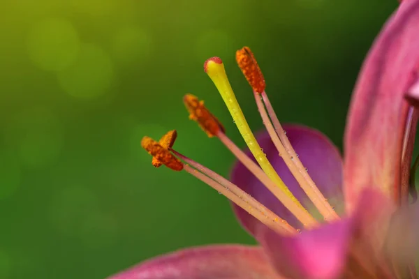 Flor de lírio isolado em um verde  . — Fotografia de Stock