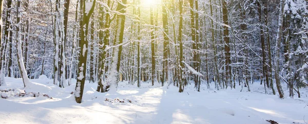 Winterlandschaft mit schneebedeckten Bäumen. — Stockfoto