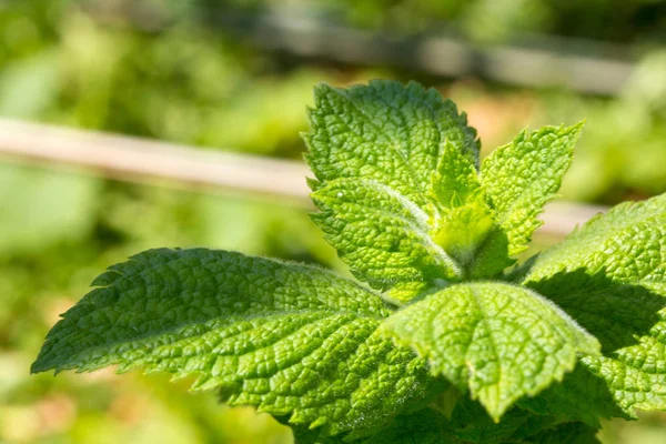 Close up green peppermint leaves. — Stock Photo, Image
