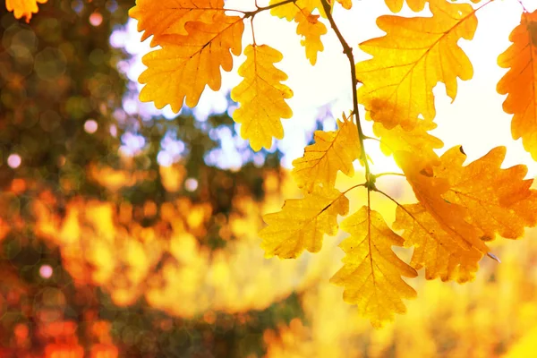 Fundo de outono com folhas de carvalho amarelo e luz solar . — Fotografia de Stock