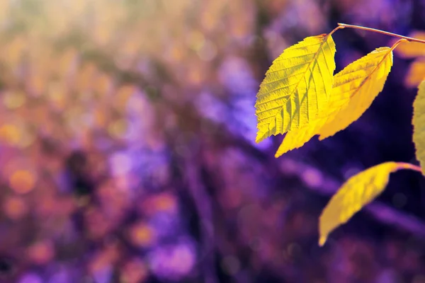 노랑가 배경 나뭇잎 격리. — 스톡 사진