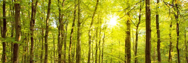 Autumn forest with sun beam.