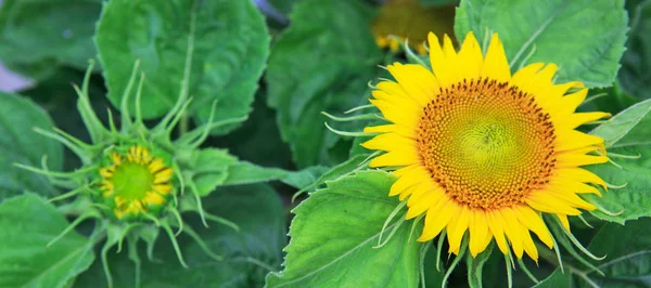 Yellow sunflowers .Holiday card. — Stock Photo, Image