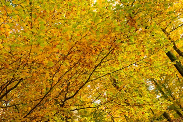 秋の背景に黄色のカエデの葉. — ストック写真