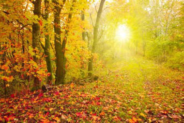 Sarı akçaağaç yaprakları ile sonbahar arka plan.