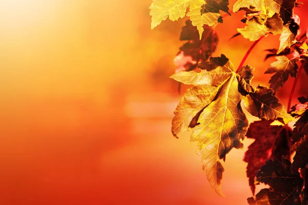 Daun musim gugur maple dan sinar matahari . — Stok Foto