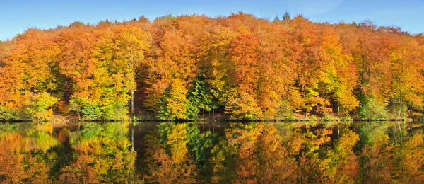 Renkli sonbahar ormandaki orman Gölü. — Stok fotoğraf